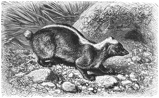 Brehms Het Leven der Dieren Zoogdieren Orde 4 Stinkdas (Mydaus meliceps)-Javan Stink Badger (Mydaus javanensis).jpg