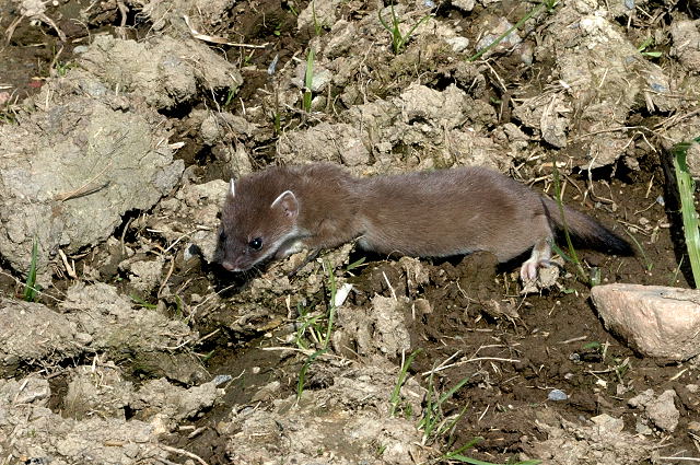 Mustela.erminea.young-stoat-short-tailed weasel.jpg