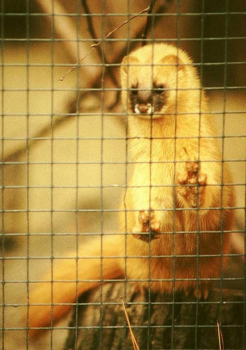 Siberian Weasel (Mustela sibirica) dd winter 2002.jpg