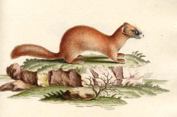 Siberian Weasel (Mustela sibirica).jpg