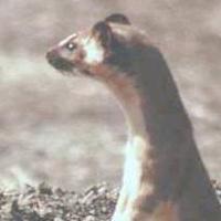 Comadreja-Colombian Weasel (Mustela felipei).jpg