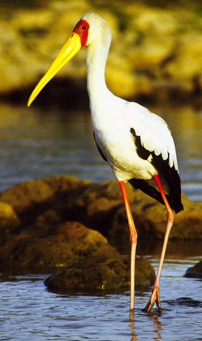 Yellow-billed Stork (Mycteria ibis) standing cropped.jpg