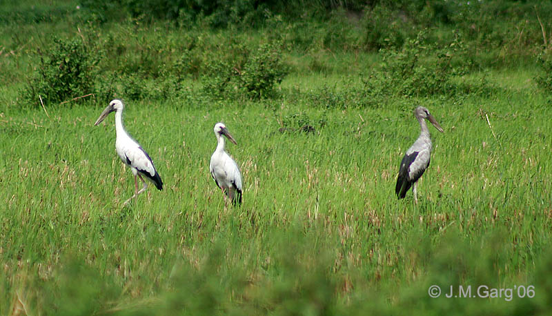 Asian Openbills- Adults & Immature I IMG 4315-Asian Openbill Stork (Anastomus oscitans).jpg