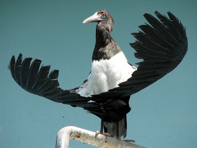 Abdim\'s Stork (Ciconia abdimii).jpg