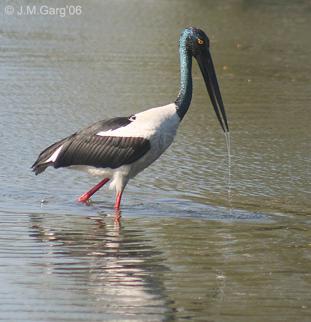 Black-necked Stork (Ephippiorhynchus asiaticus) I2-Bharatpur IMG 8533.jpg