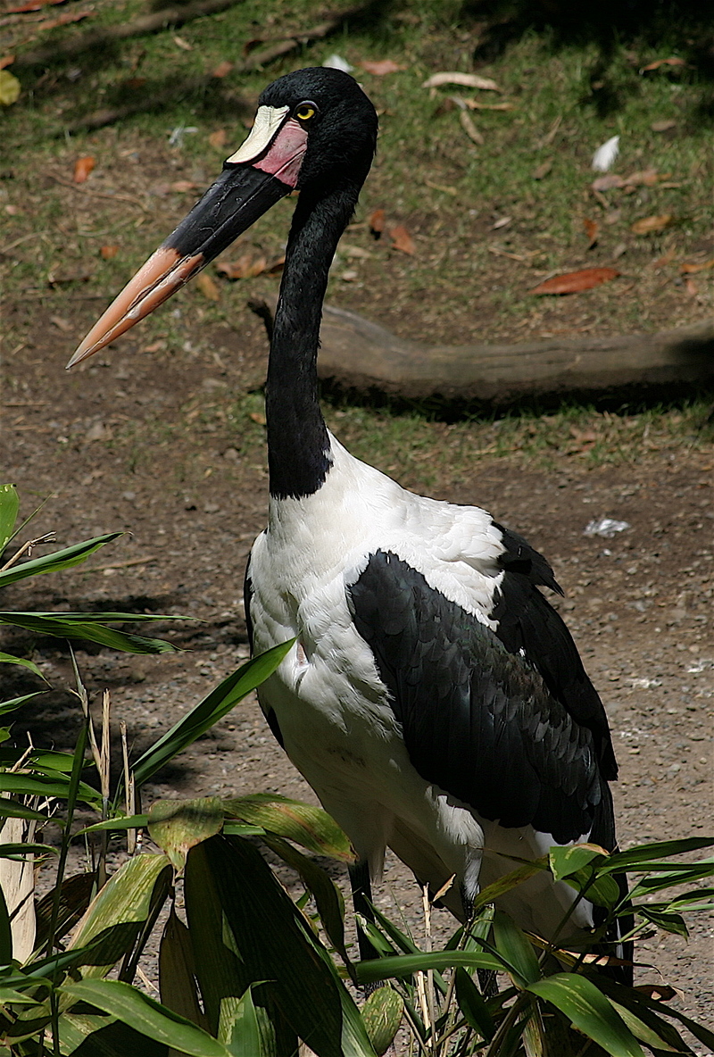 Saddle-billed Stork (Ephippiorhynchus senegalensis).jpg