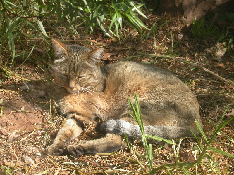 African Wild Cat-African Wildcat (Felis silvestris lybica.jpg
