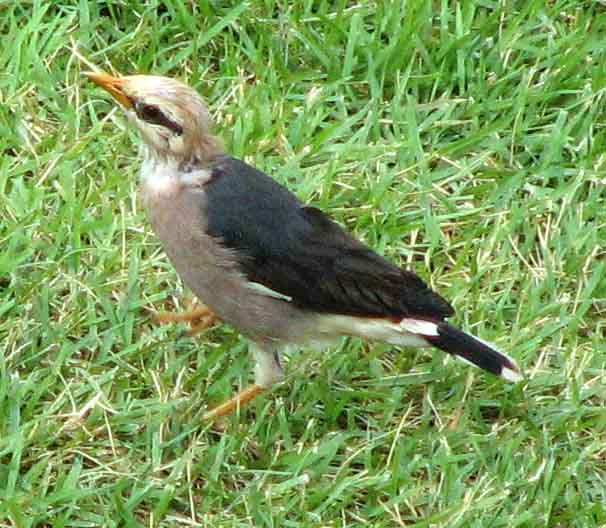 Vinous-breasted Starling (Sturnus burmannicus).jpg