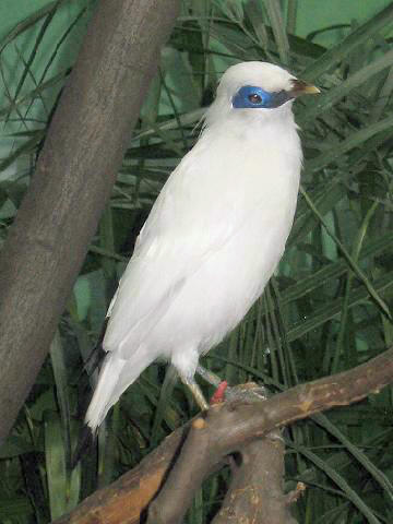 Stavenn Bali Starling (Leucopsar rothschildi) 00 - White Bali Mynah.jpg