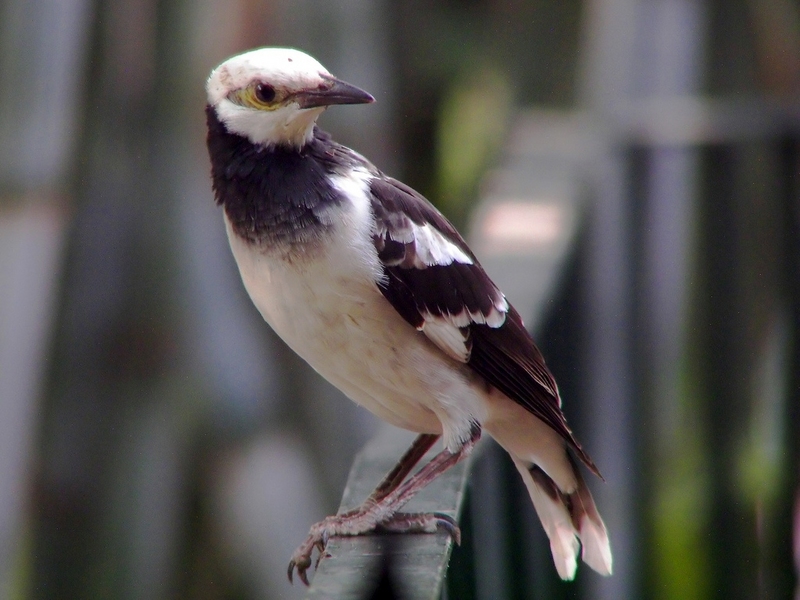 Black-collared Starling (Sturnus nigricollis).jpg