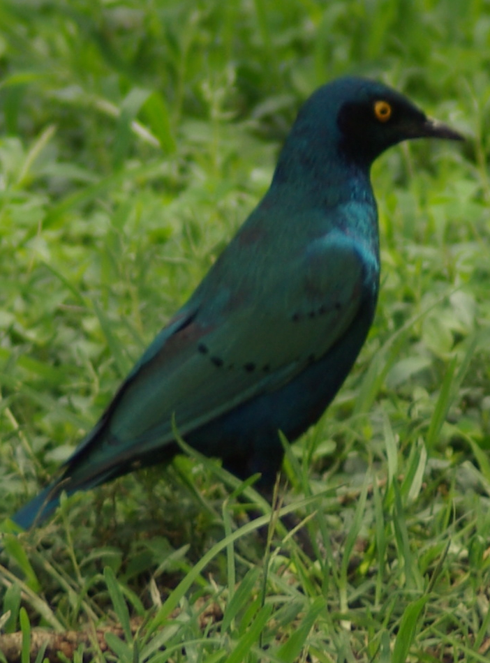 Greater Blue-eared Glossy-starling (Lamprotornis chalybaeus) 1.jpg