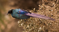 Gltstarlingforwiki-Long-tailed Glossy Starling, Lamprotornis caudatus.jpg