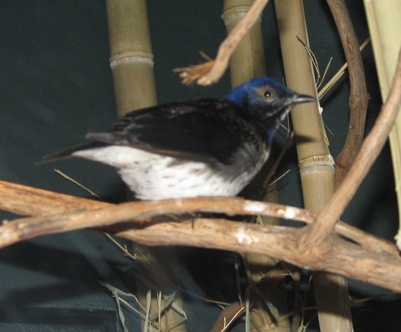 Violet-backed Starling (Cinnyricinclus leucogaster).jpg