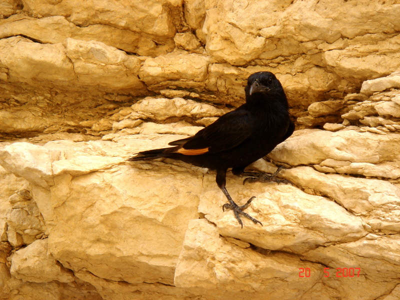 Tristram\'s Grackle at Wadi Arugot-Tristram\'s Starling (Onychognathus tristramii).jpg