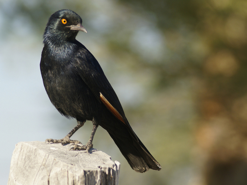 Pale-winged Starling (Onychognathus nabouroup).jpg