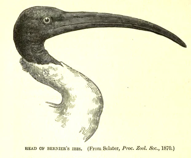 Bernier\'s Ibis - Madagascar Sacred Ibis (Threskiornis bernieri) - Lyd.jpg