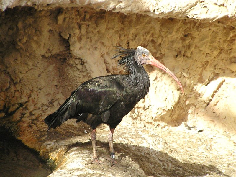 TAUZoo eman050-Northern Bald Ibis (Geronticus eremita).jpg