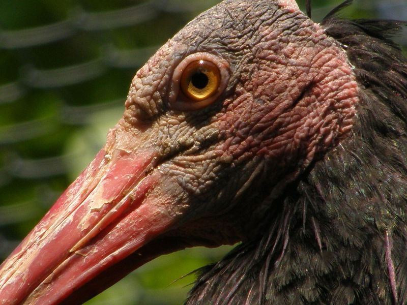 Northern Bald Ibis (Geronticus eremita) close up 1.jpg