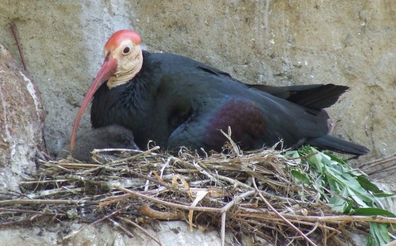 Southern Bald Ibis (Geronticus calvus) nest.jpg
