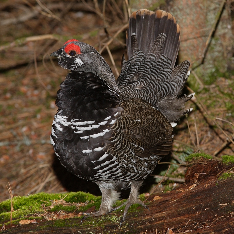 Spruce Grouse (Falcipennis canadensis)-002.jpg