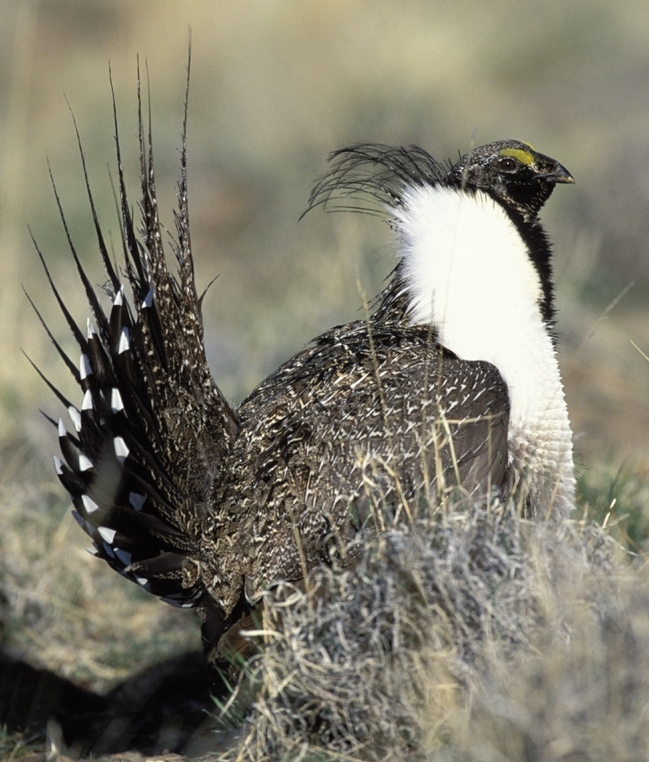 SageGrouse21-Greater Sage Grouse (Centrocercus urophasianus).jpg