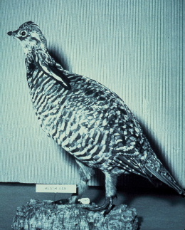 Heathhen34-Heath Hen (Tympanuchus cupido cupido)-Greater Prairie Chicken subspecies.jpg