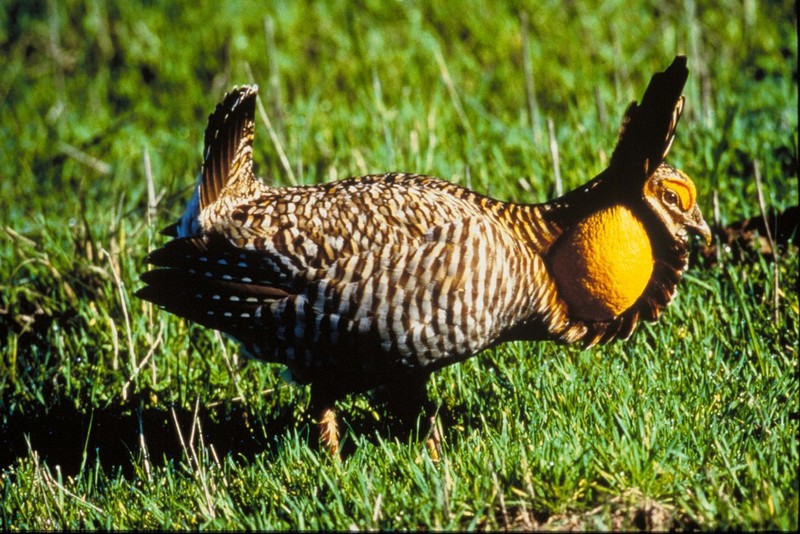 Attwater\'s Prairie Chicken (Tympanuchus cupido attwateri).jpg
