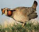 Lesser Prairie Chicken (Tympanuchus pallidicinctus).jpg