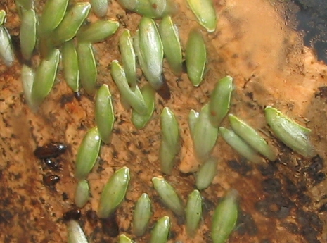 Green-leaf Cockroach-Green Banana Cockroach (Panchlora nivea).jpg