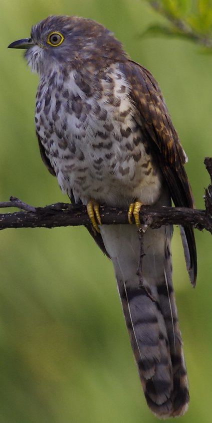 Common Hawk-cuckoo (Cuculus varius) India-Brainfever or Brain-fever Bird.jpg