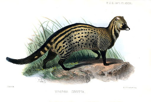 J.smit.Viverra civetta-African Civet (Civettictis civetta).jpg