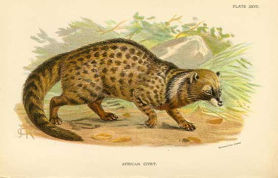African Civet (Civetticus civetta).jpg