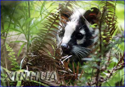 News-Media 37179-Masked Palm Civet (Paguma larvata).jpg