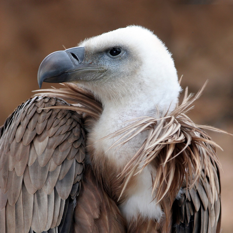 Eagle beak sideview A-Griffon vulture, Gyps fulvus.jpg