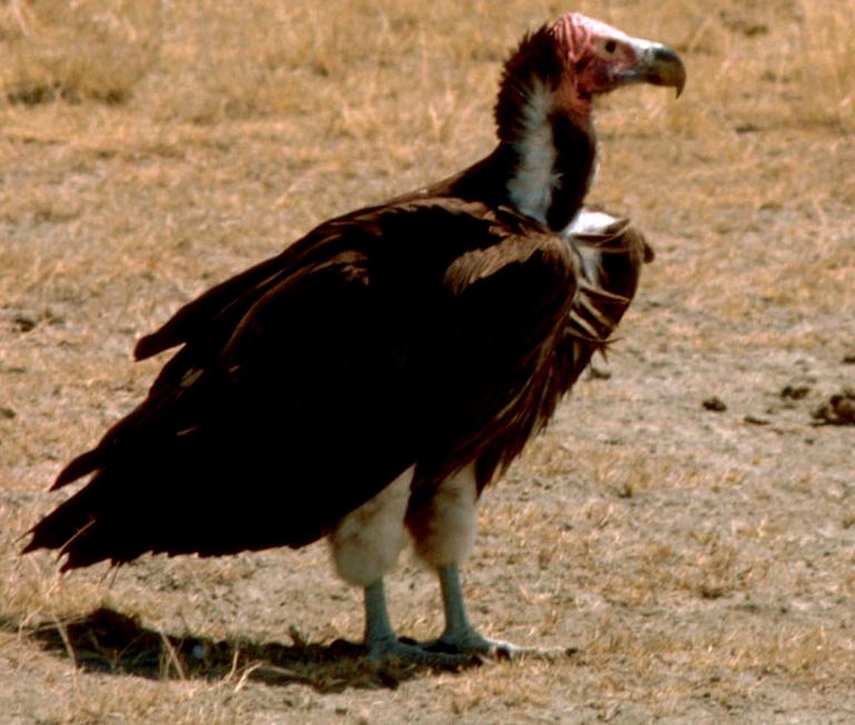 Lappet-faced Vulture or Nubian Vulture (Torgos tracheliotus).jpg