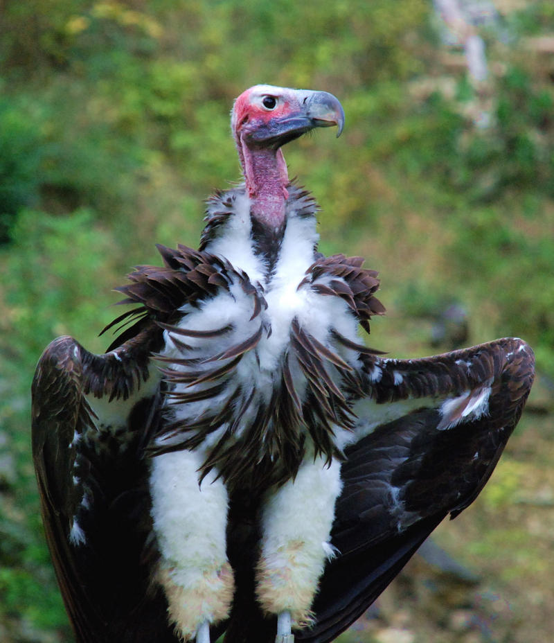 Ohrengeier-Lappet-faced Vulture or Nubian Vulture, (Torgos tracheliotus).jpg