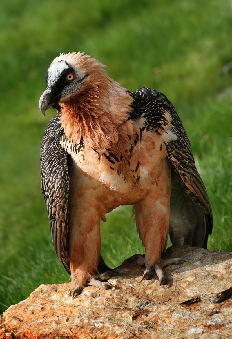 Bartgeier Lammergeier (Gypaetus barbatus) front Richard Bartz-Beared Vulture-Eagle.jpg