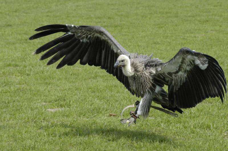 Eurasian Griffon Vulture (Gyps fulvus) 2.jpg