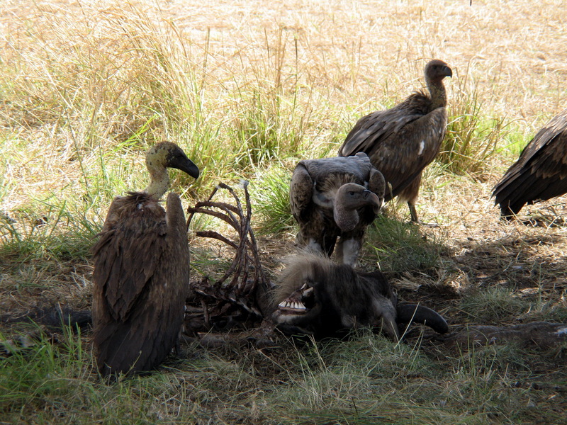 White-backed vultures eating a dead wildebeest-African White-backed Vulture (Gyps africanus).jpg