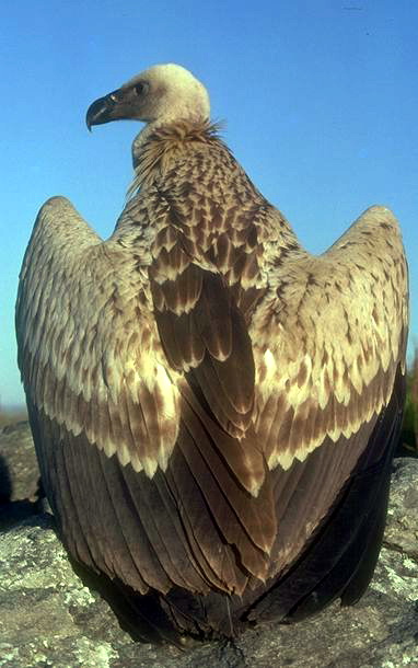 Cape Griffon Vulture (Gyps coprotheres) 1.jpg