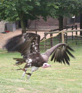 Hooded Vulture (Necrosyrtes monachus) 2.jpg