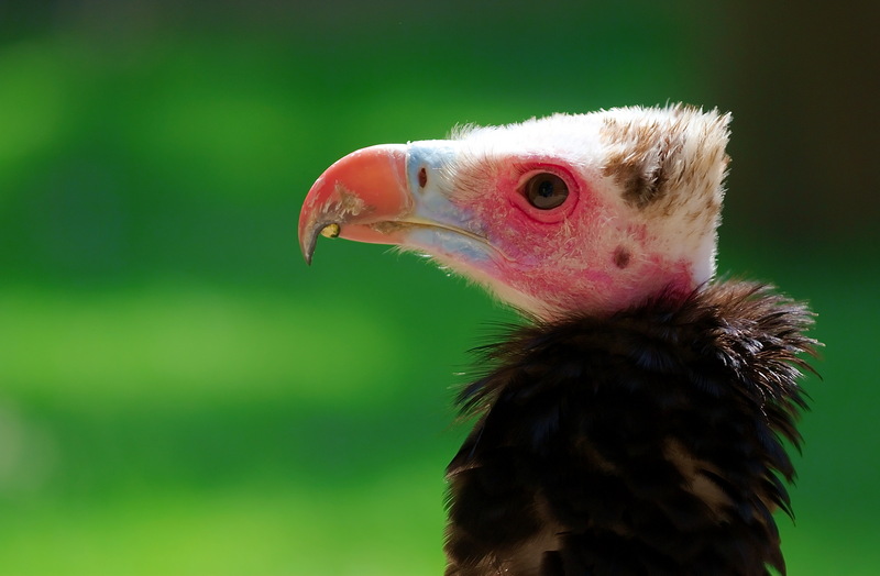 White-headed Vulture (Trigonoceps occipitalis) 1 Luc Viatour.jpg