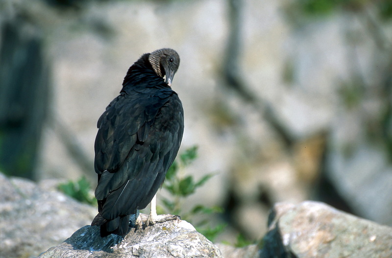 American Black Vulture, Coragyps atratus atratus NBII.jpg