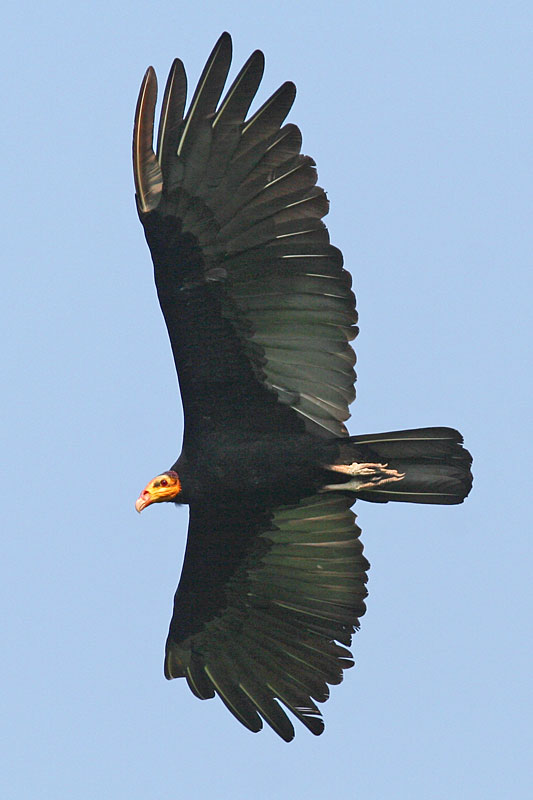catmel15279-Greater Yellow-headed Vulture (Cathartes melambrotus).jpg