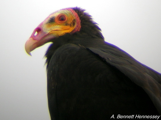 Lesser Yellow-headed Vulture (Cathartes burrovianus).jpg