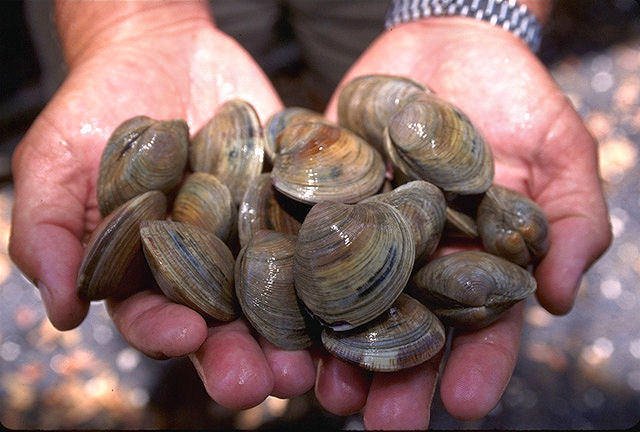 Little Necked clams USDA96c1862-Quahog, Hard Clam (Mercenaria mercenaria).jpg