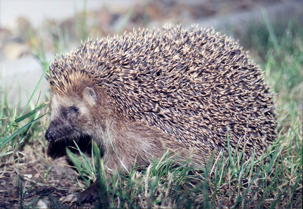 Igel01-West European Hedgehog (Erinaceus europaeus).jpg