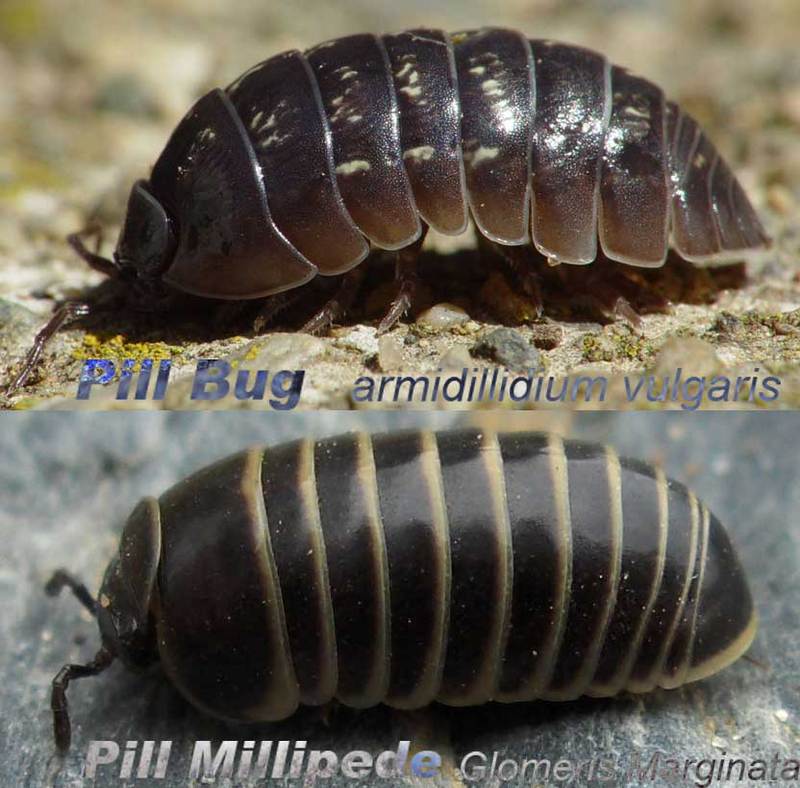 Armidillidium.vs.glomeris-pill millipede (Glomeris marginata) versus pillbug (Armadillidium vulgare).jpg