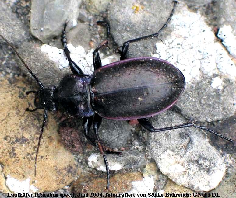 Carabus spec-Carabus nemoralis-ground beetle.jpg