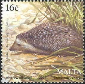 MT015 04-Algerian Hedgehog (Atelerix algirus), North African Hedgie.jpg